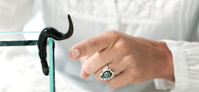 Blutegeltherapie Sportverletzung