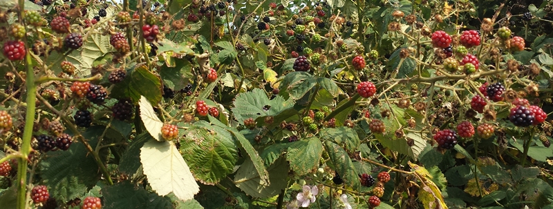 heilpflanze brombeere