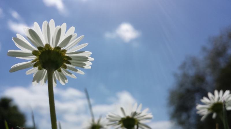 gänseblümchen